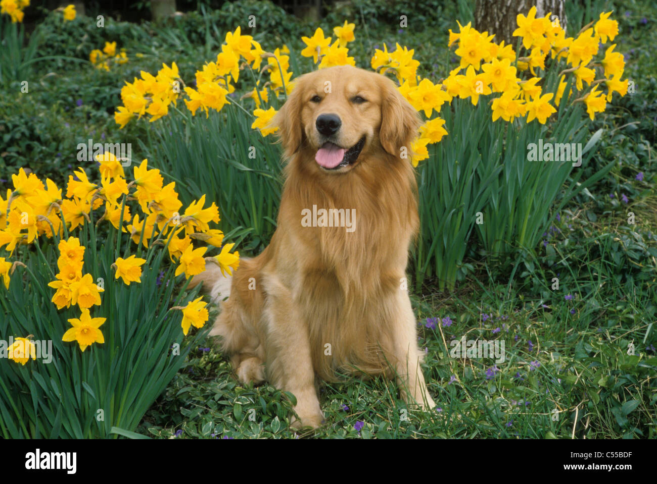 Dog Daffodils Stock Photos & Dog Daffodils Stock Images Alamy
