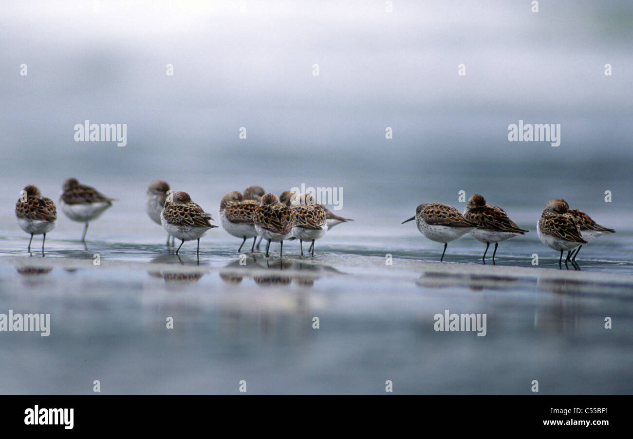 Flock of Sandpipers on the coast Stock Photo