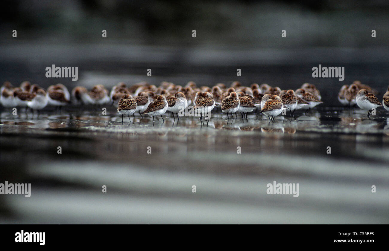 Flock of Sandpipers on the coast Stock Photo