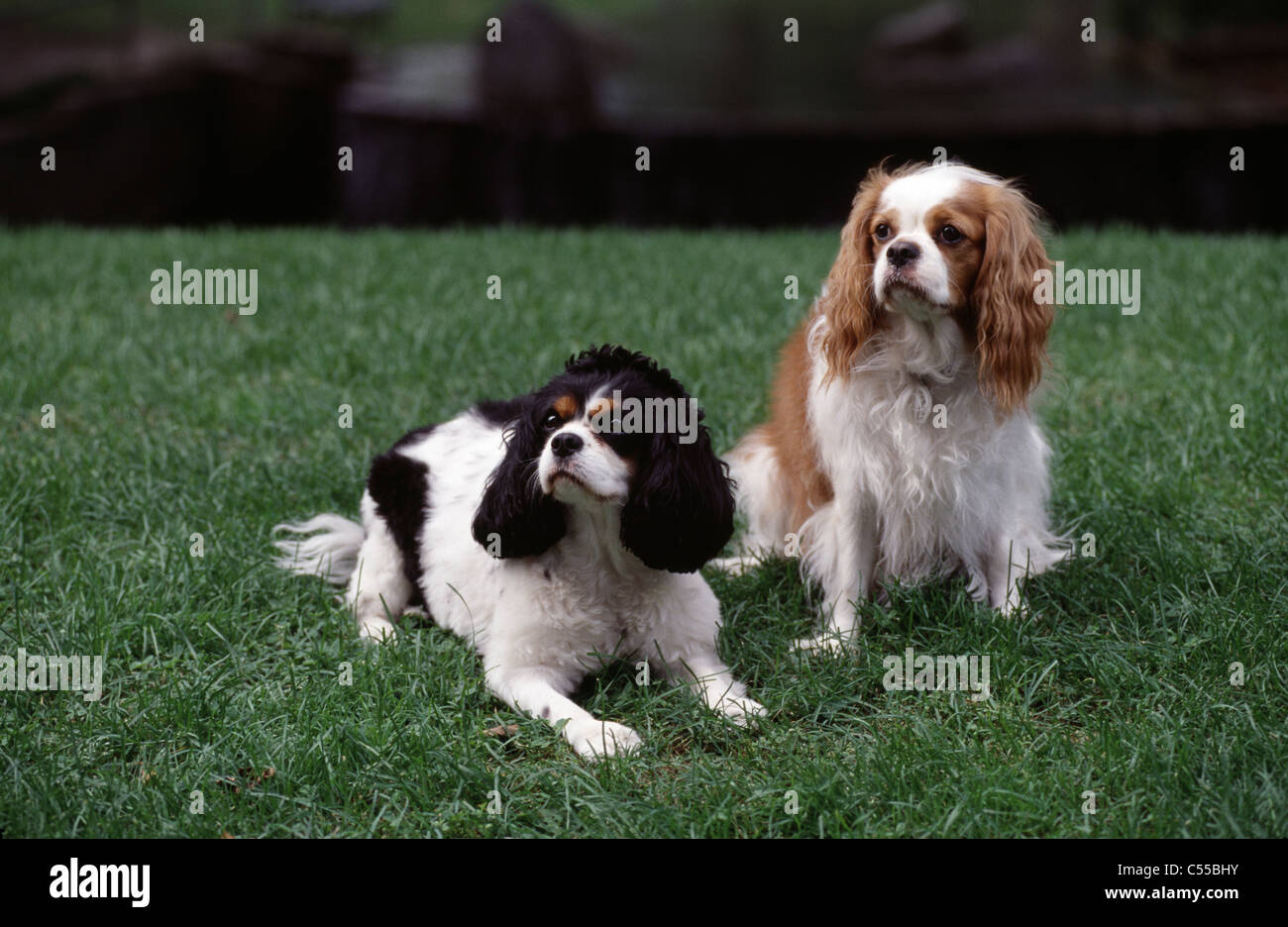 Cavalier King Charles Spaniels Stock Photo