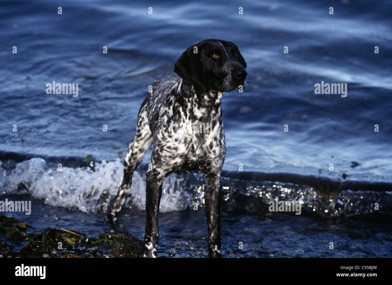 German Shorthaired Pointer Stock Photo
