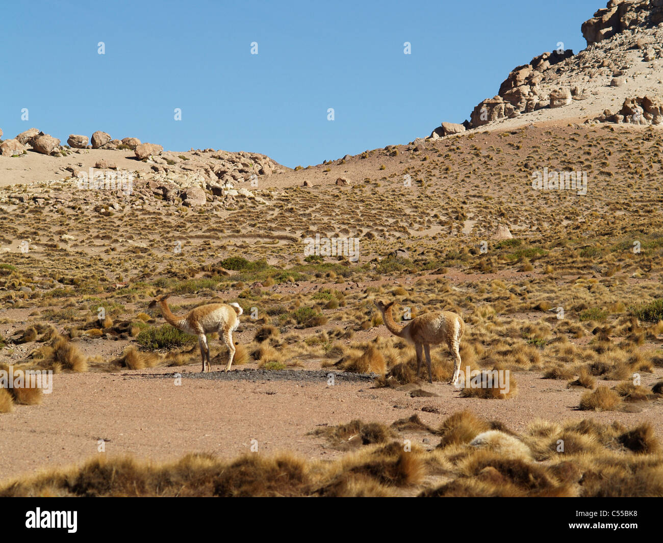Two vicunas in Atacama Desert, Chile Stock Photo