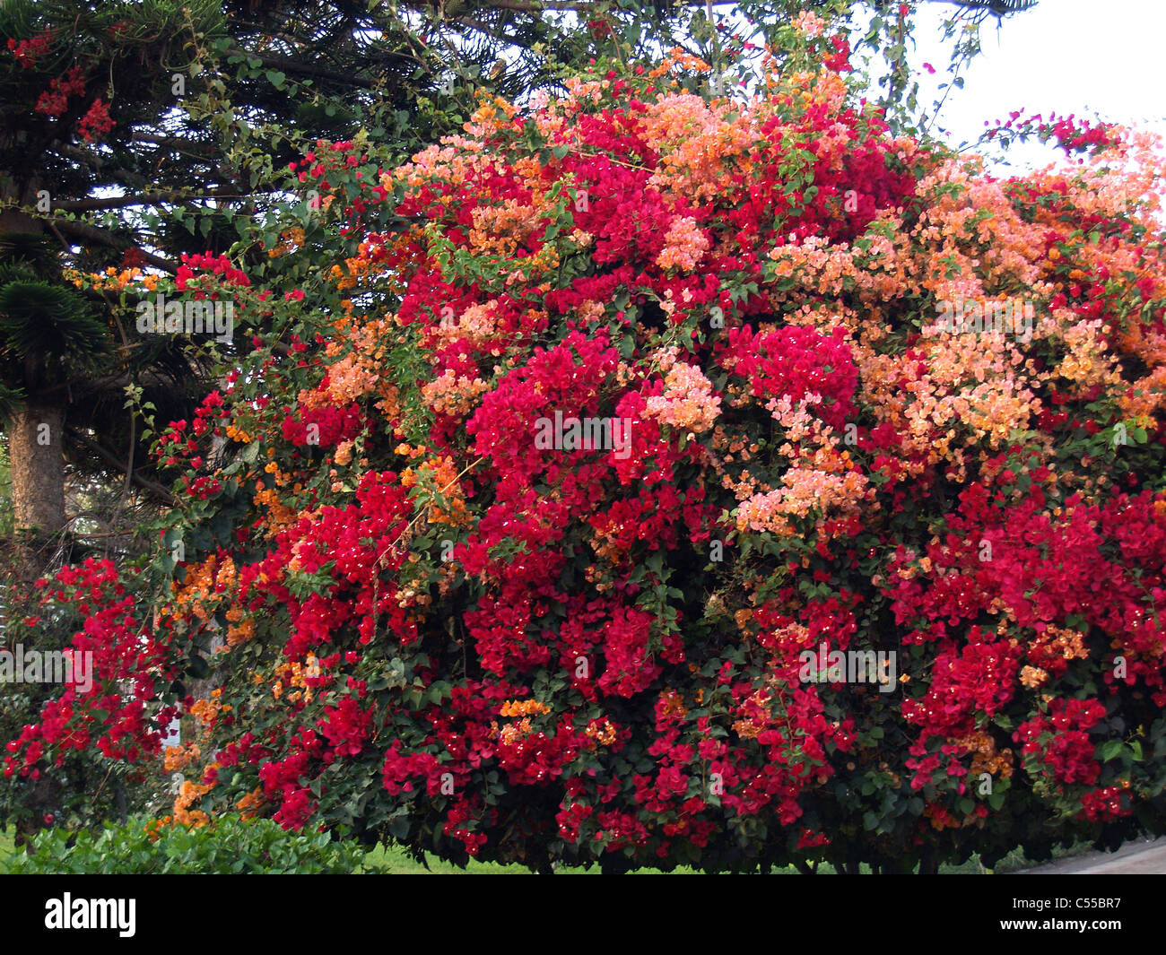 Bougainvillea in Arica, Chile Stock Photo Alamy