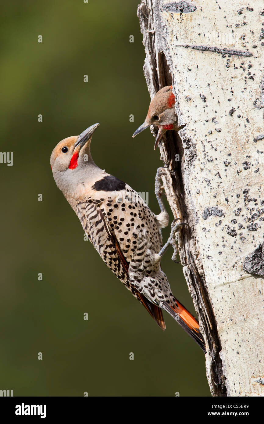 Northern Flicker woodpecker (Colaptes auratus) with its chick in a nest Stock Photo