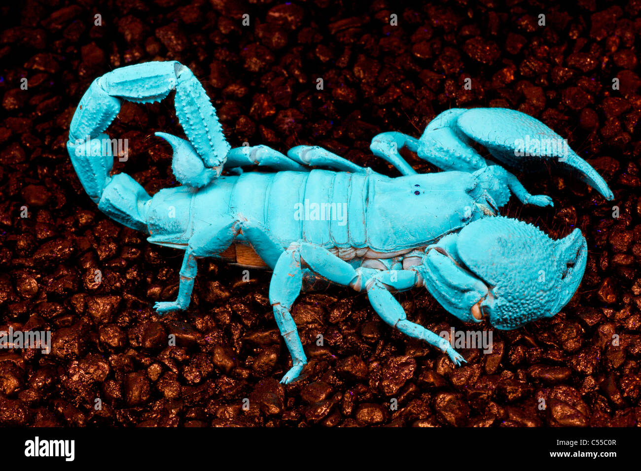 Emperor scorpion (Pandinus imperator) under ultraviolet light Stock Photo