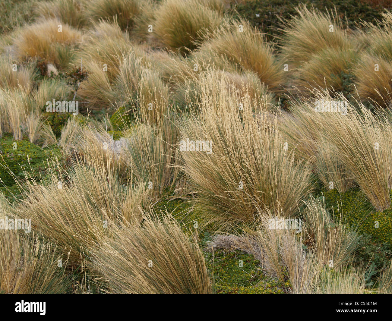 Broom grass in Patagonia Chile Stock Photo Alamy