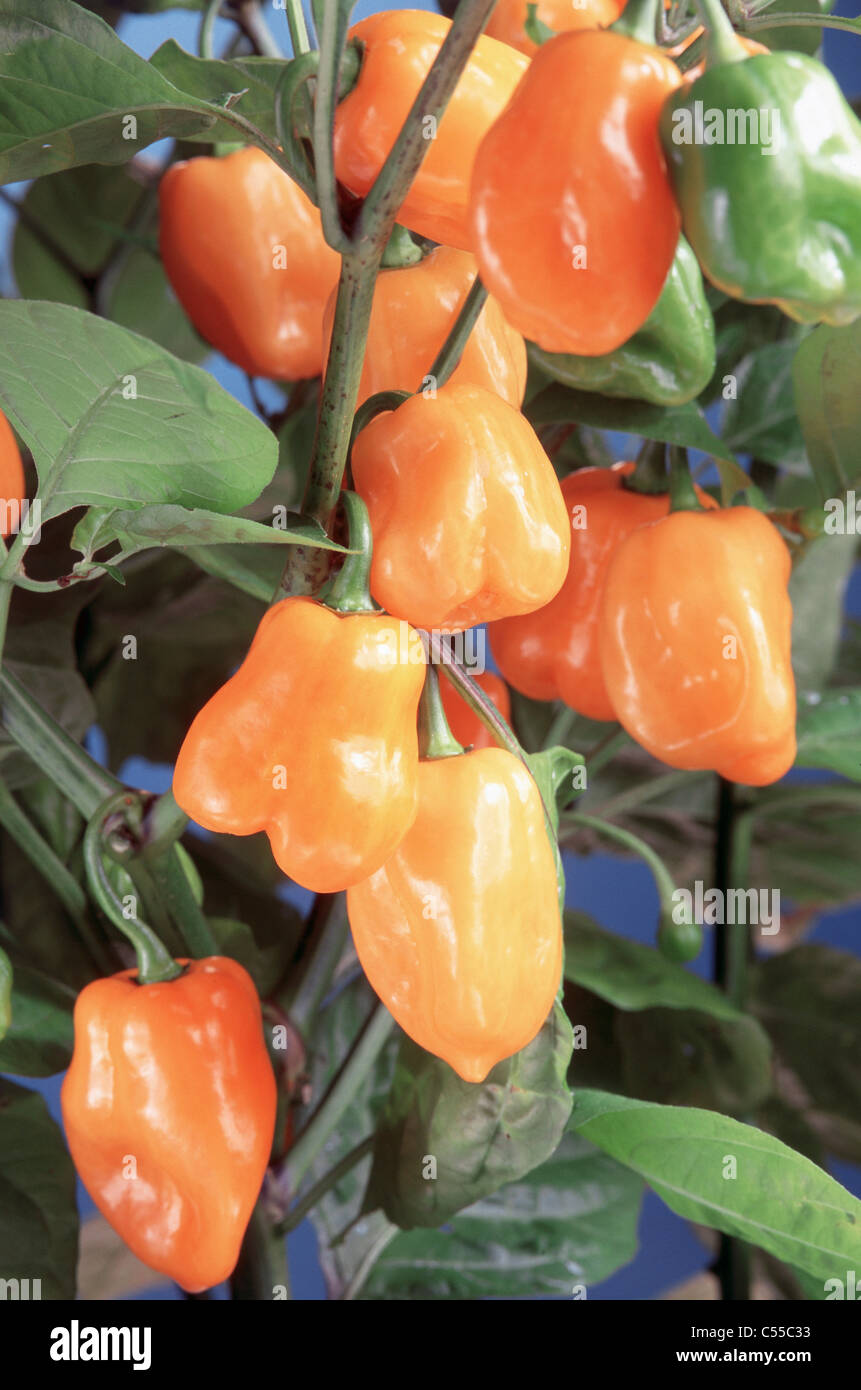 Growing peppers on field hi-res stock photography and images - Alamy