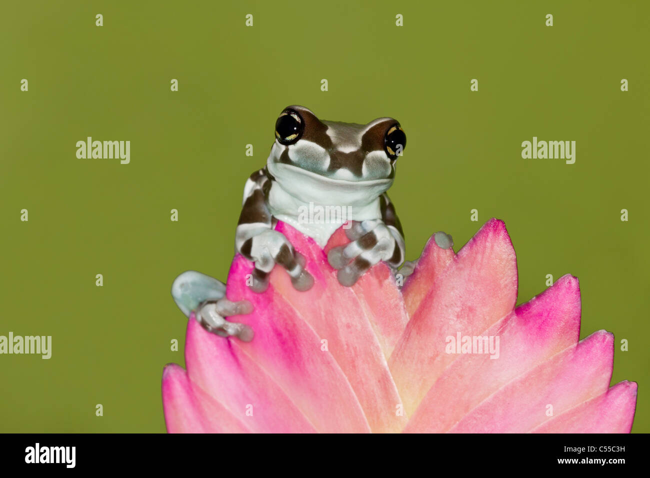 Closeup of an Amazon Milk frog (Trachycephalus resinifictrix) on a