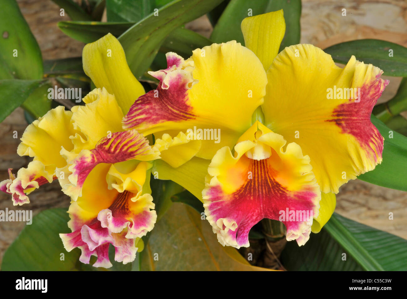 Close-up of yellow Cattleya orchids blooming Stock Photo