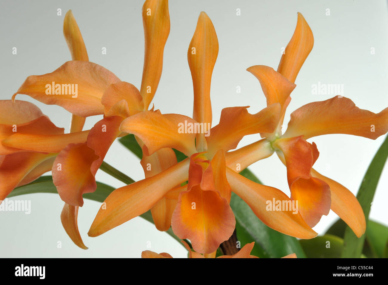 Close-up of yellow Cattleya orchids blooming Stock Photo