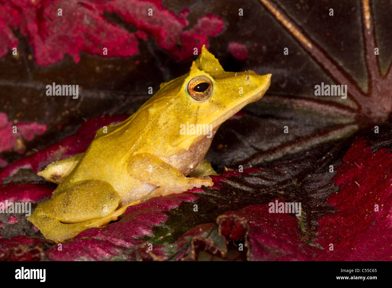 Close-up of a Solomon Island Leaf frog (Ceratobatrachus guentheri) Stock Photo