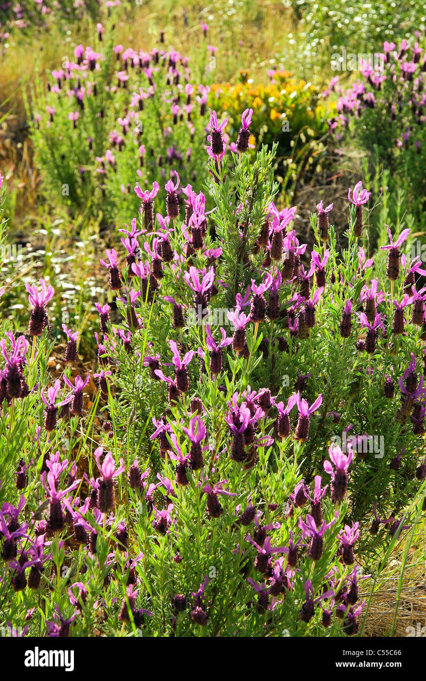 Schopf-Lavendel - French Lavender 02 Stock Photo