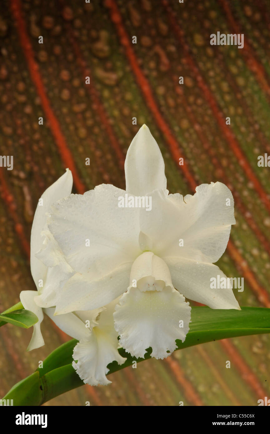 Close-up of white Cattleya orchids blooming Stock Photo