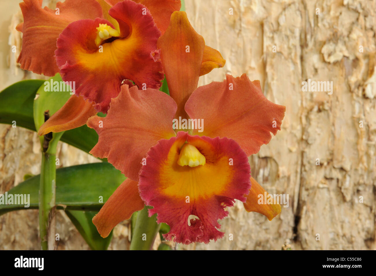 Close-up of Cattleya flowers Stock Photo