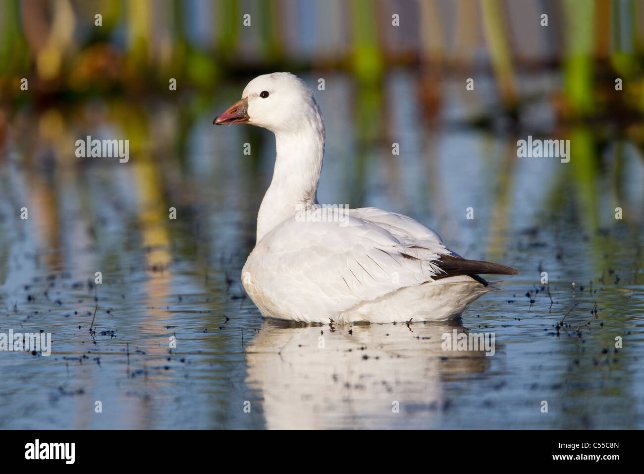 Ross's Goose (Chen rossii) white adult swimming in water Stock Photo