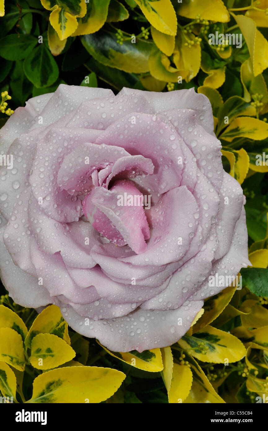 Close-up of a pink rose flower Stock Photo - Alamy