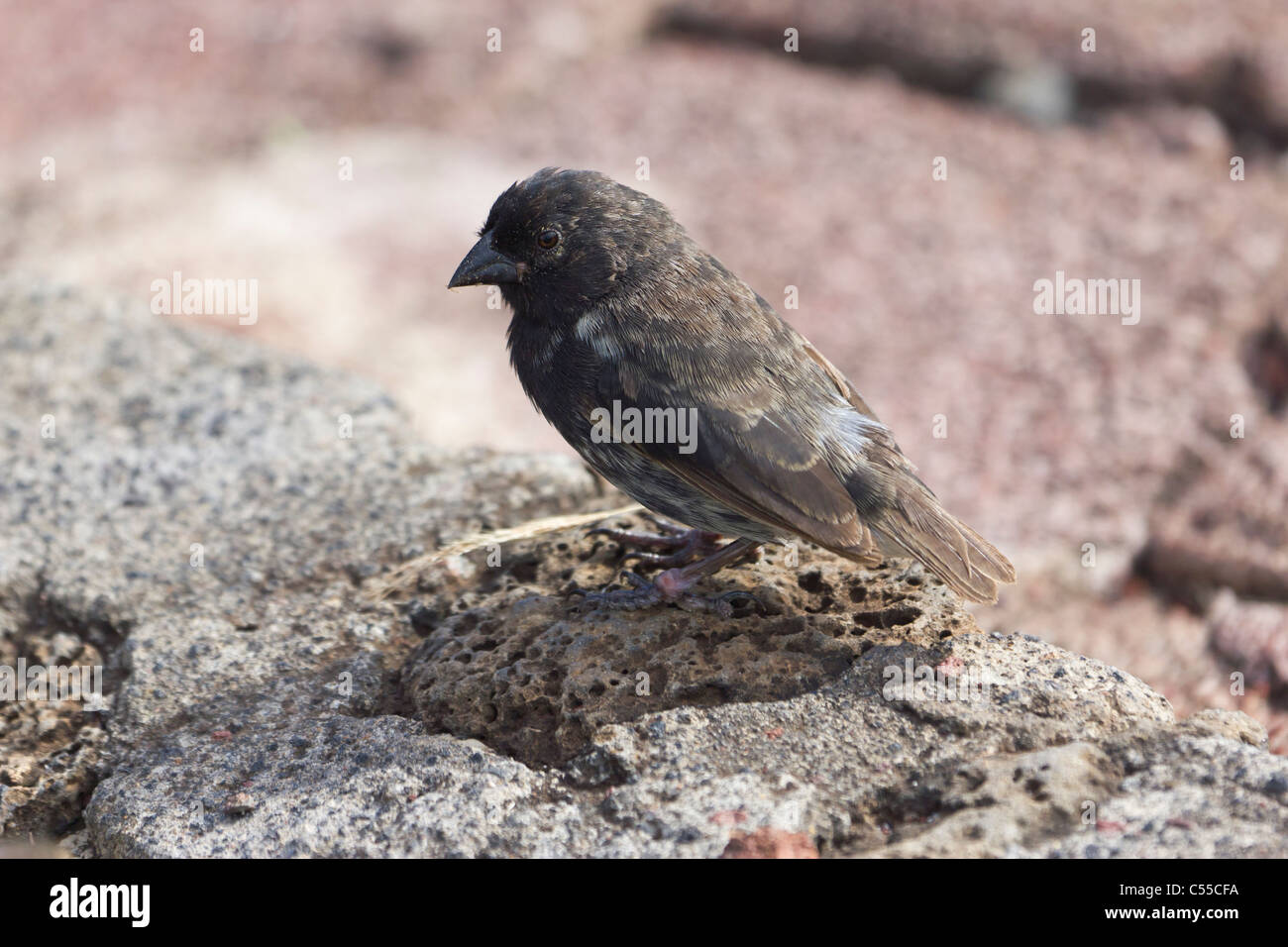 Darwin's finch, Galapagos Islands, Ecuador Stock Photo