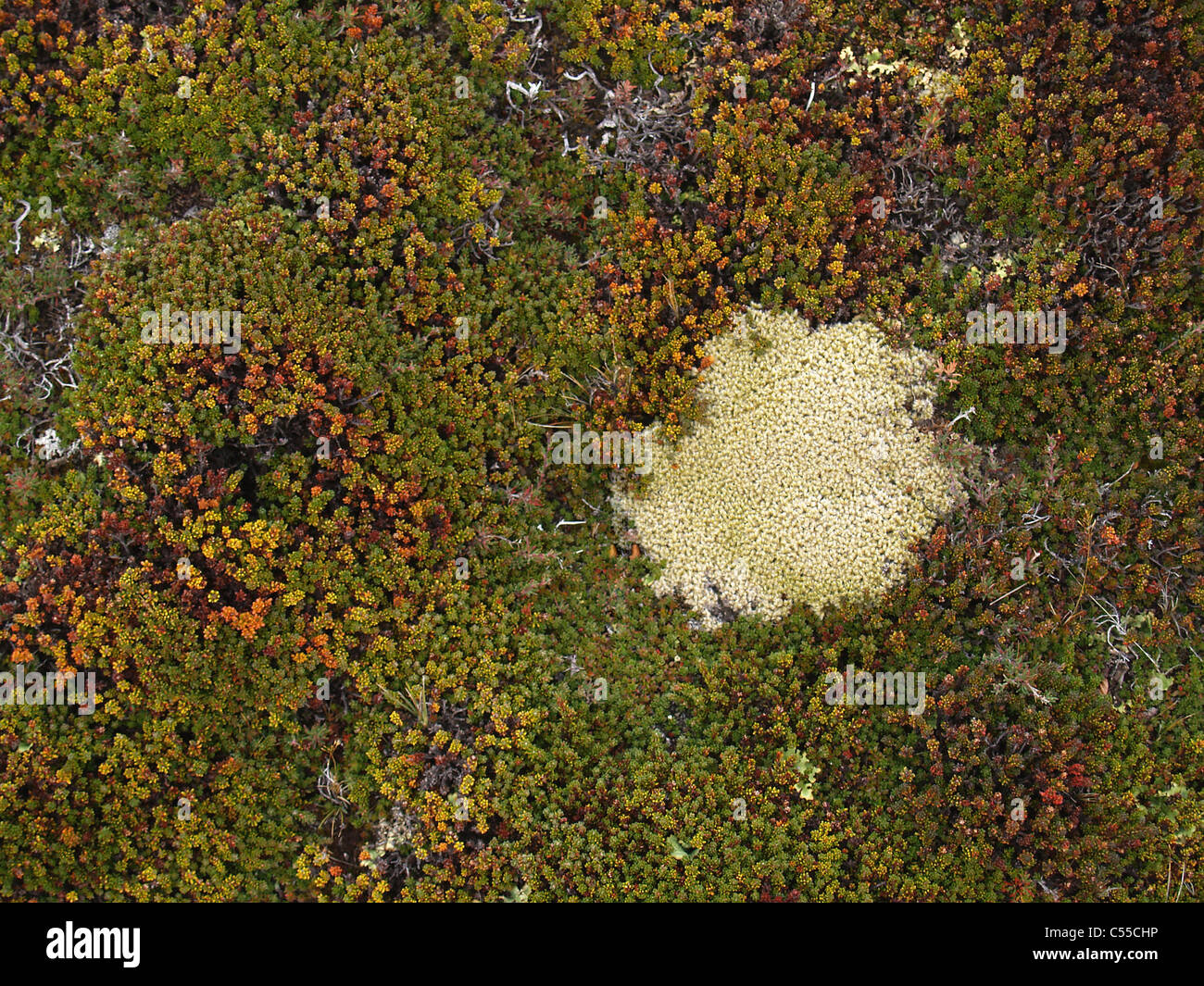 Parque nacional flora hi-res stock photography and images - Alamy