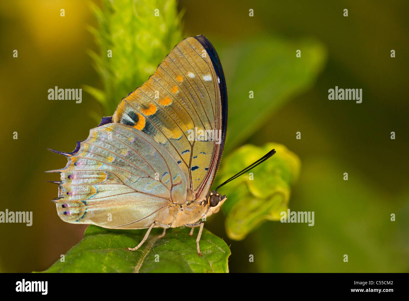 Blue-spotted Charaxes Butterfly (Charaxes Cithaeron) Stock Photo