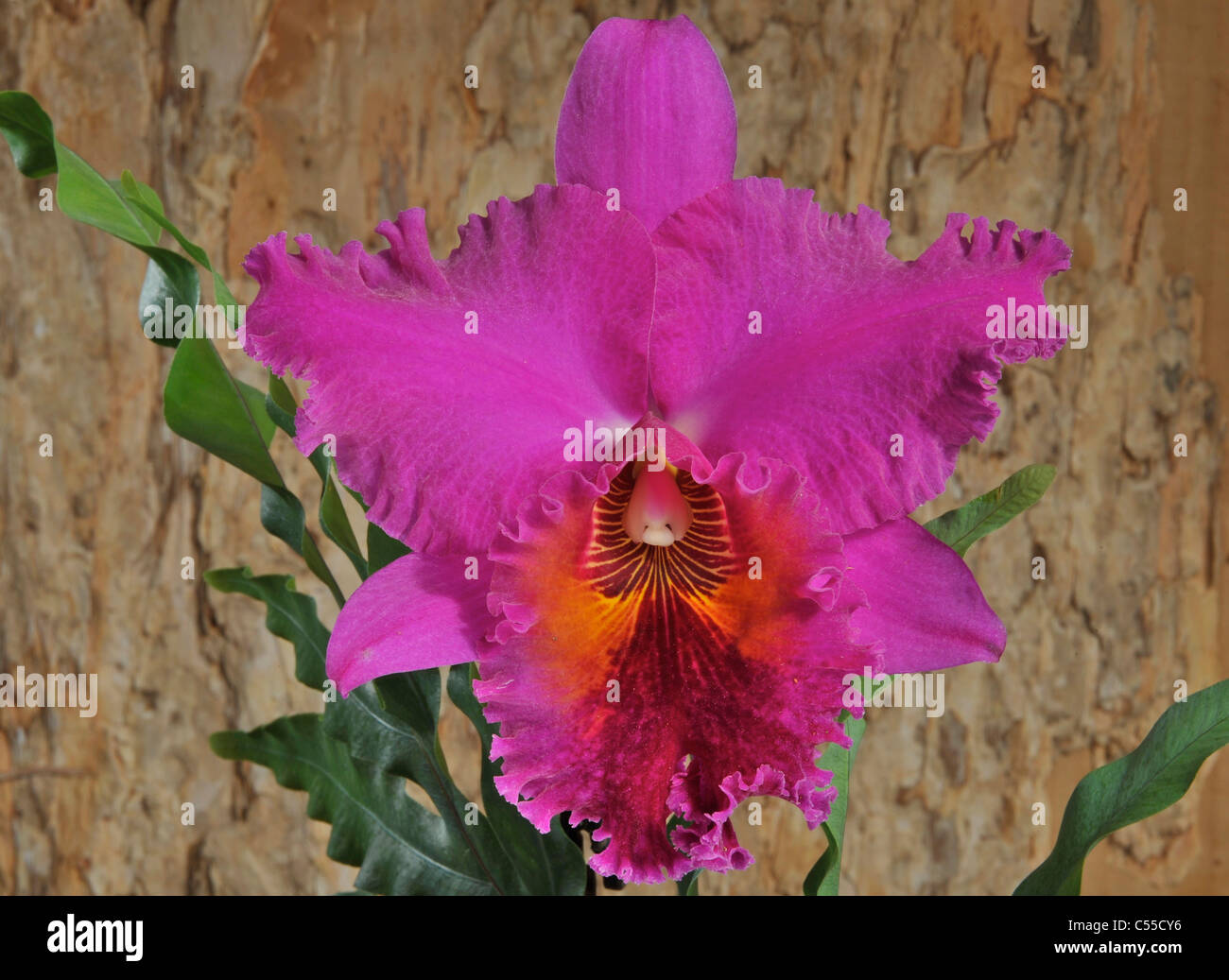 Close-up of Cattleya flowers Stock Photo