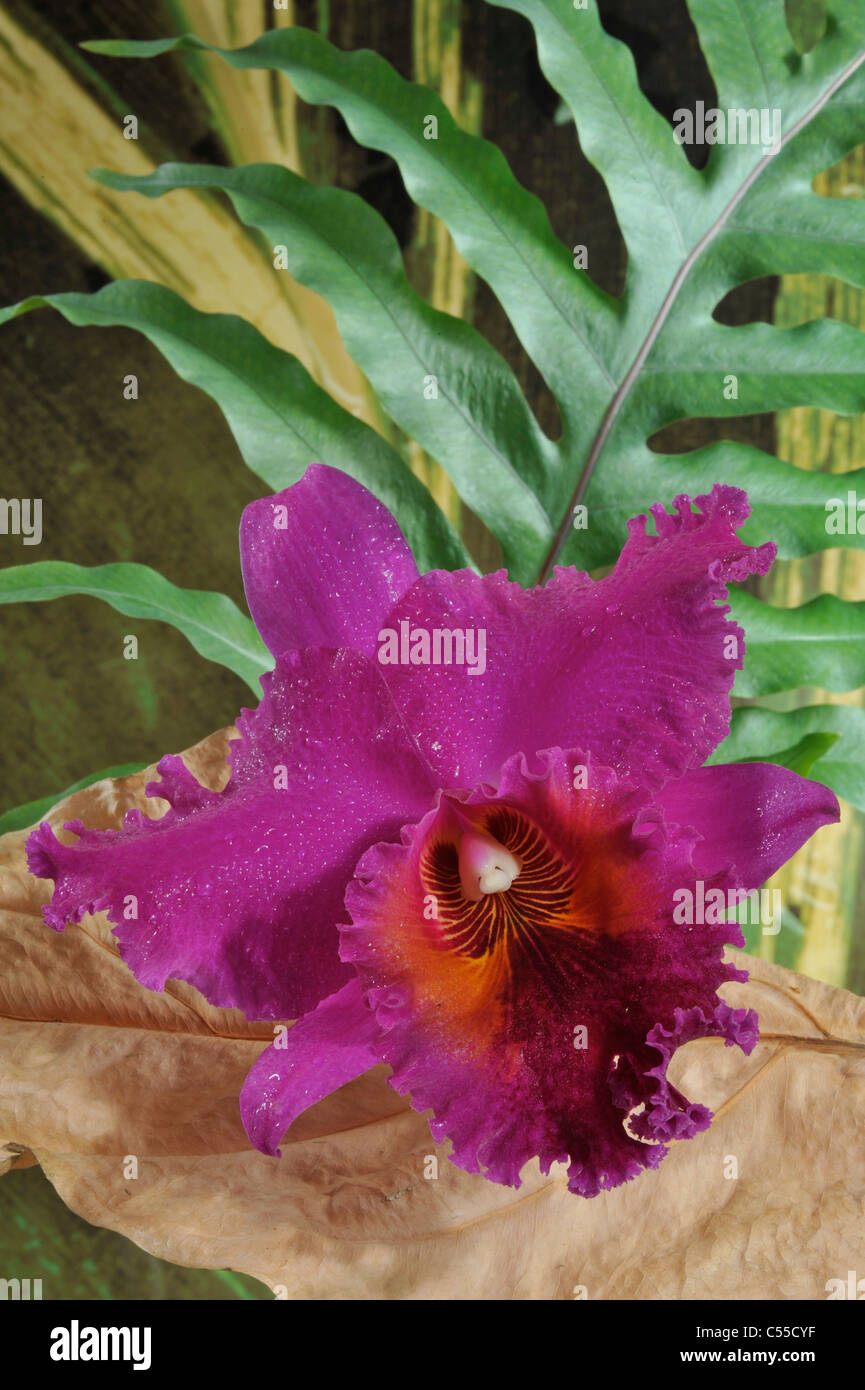 Close-up of Cattleya flowers Stock Photo