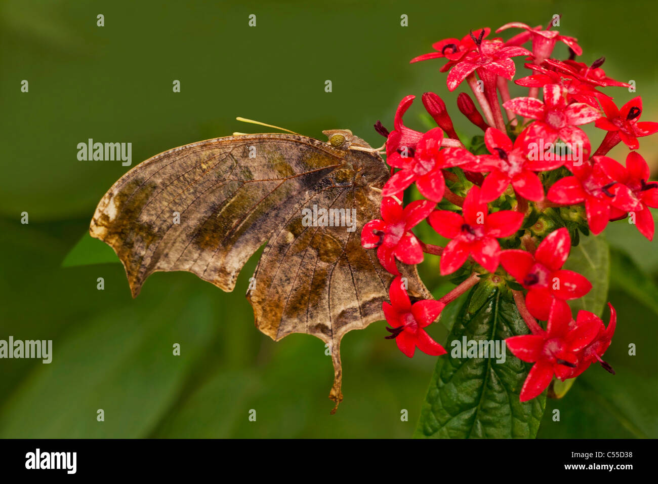 Consul Fabius Tiger Leafwing (Consul fabius) pollinating flowers Stock Photo - Alamy