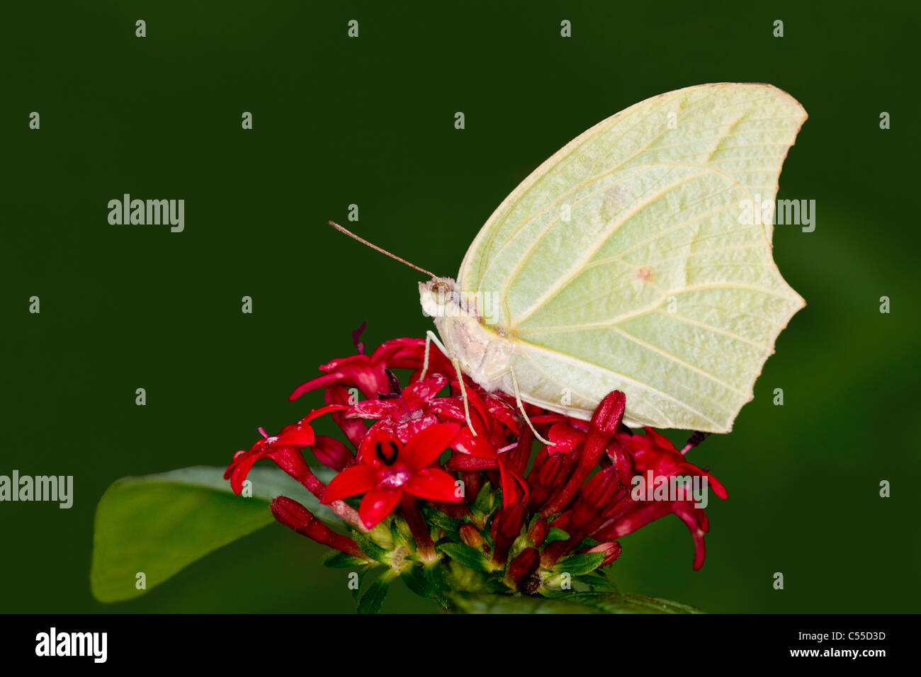 White Angled-Sulphur (Anteos clorinde) butterfly pollinating Pentas flowers Stock Photo