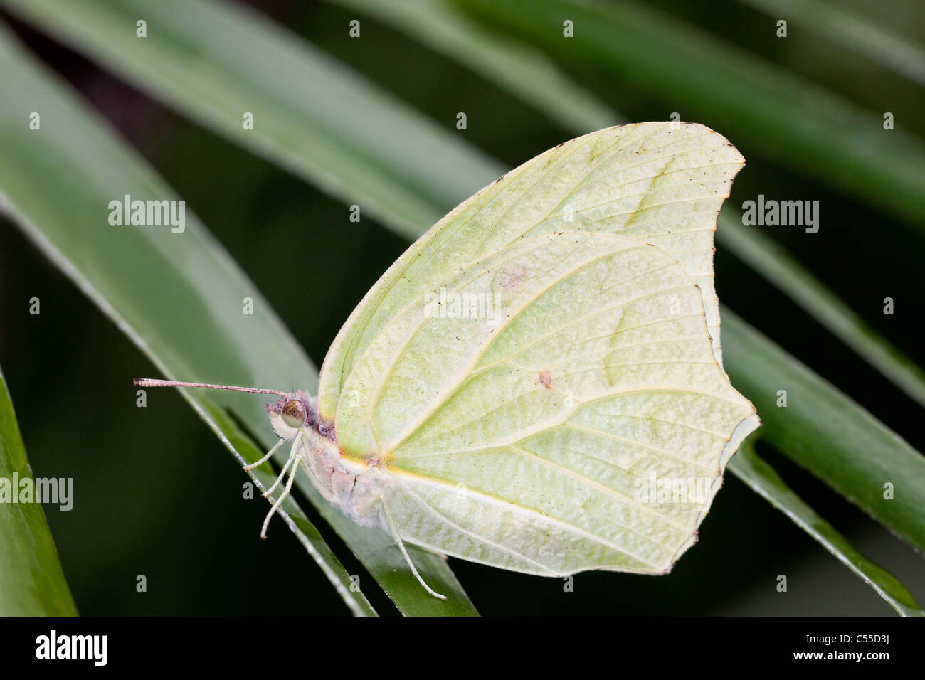 White angled sulphur clorinde butterfly hires stock photography and