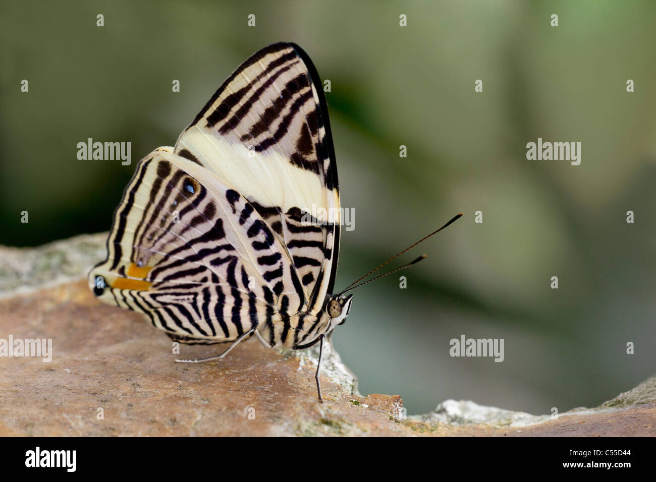 Close-up of a Zebra Mosaic (Colobura dirce) butterfly on a green leaf Stock Photo