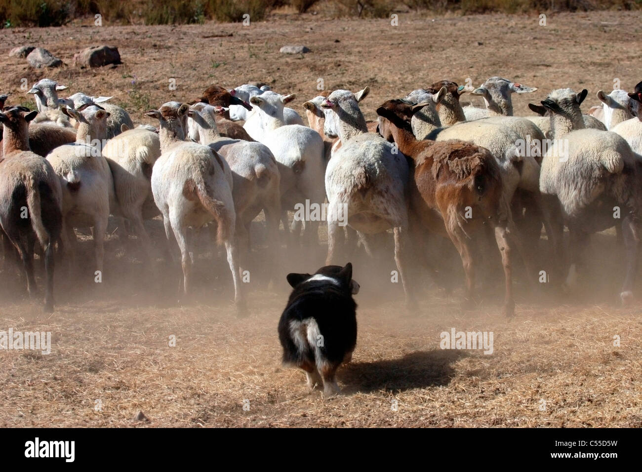 Shepherd dog herding sheep, Little Tujunga Canyon, California, USA Stock Photo