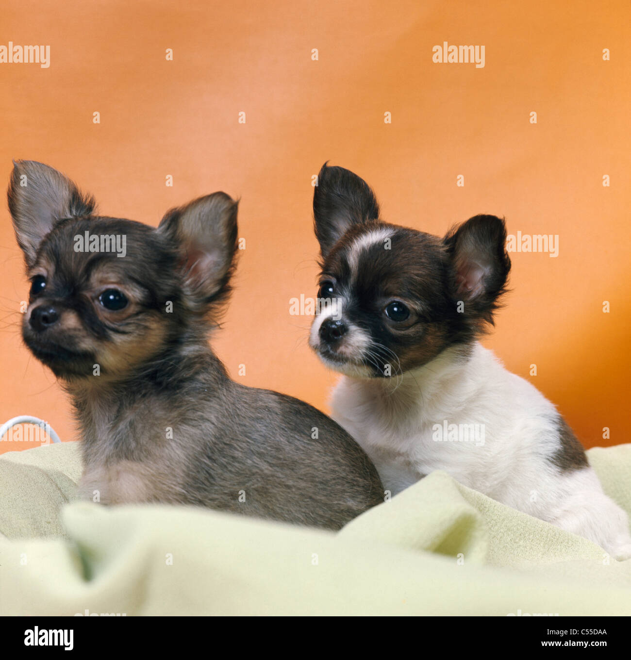 Two Chihuahua puppies, studio shot Stock Photo