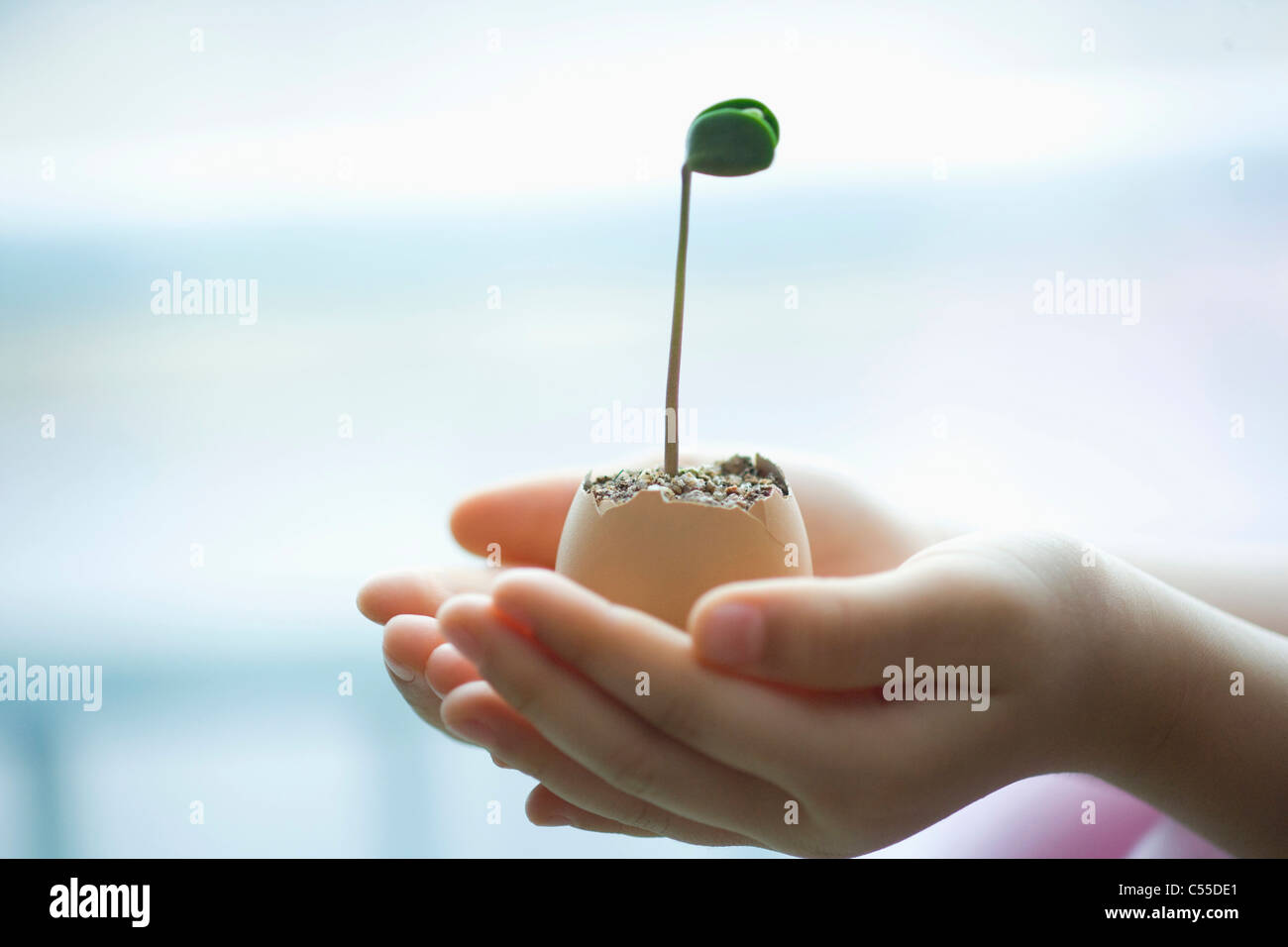 sprout in broken egg Stock Photo Alamy