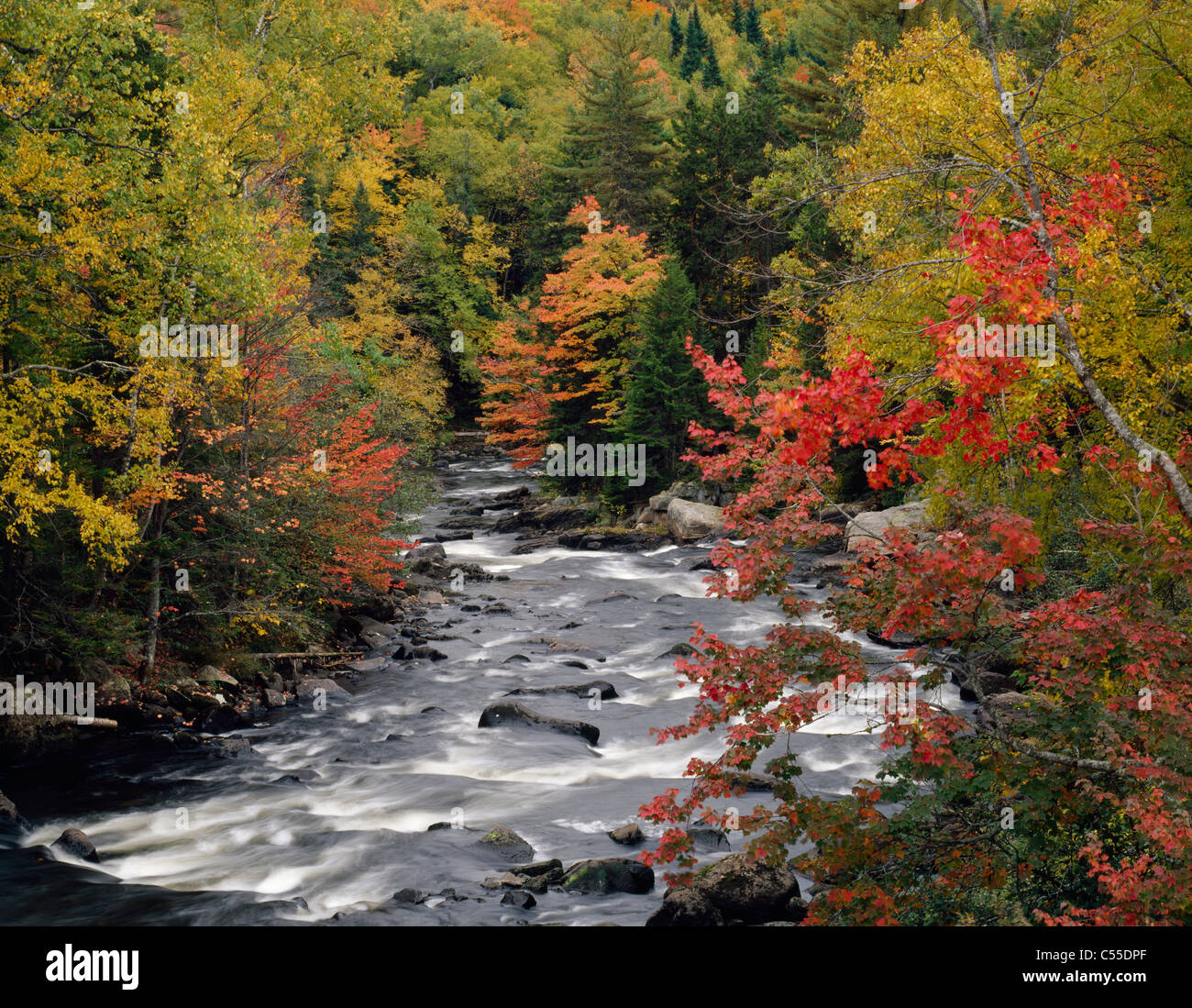 River flowing through a forest, Magalloway River, Maine, USA Stock