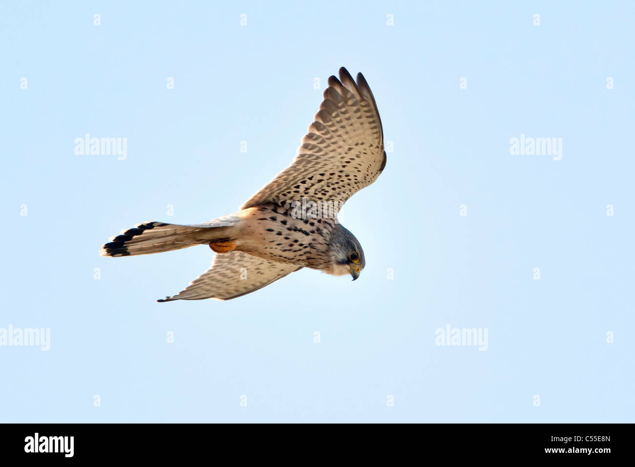 The Netherlands, Nijmegen, Common Kestrel, Falco tinnunculus. Falcon family. Stock Photo