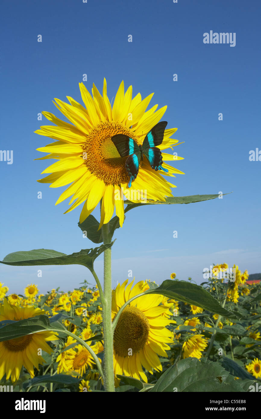 A butterfly sitting on a sunflower Stock Photo - Alamy