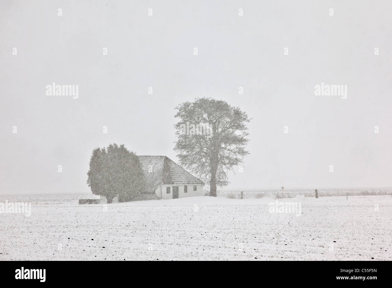 The Netherlands, Warffum, Little farm in snowstorm Stock Photo