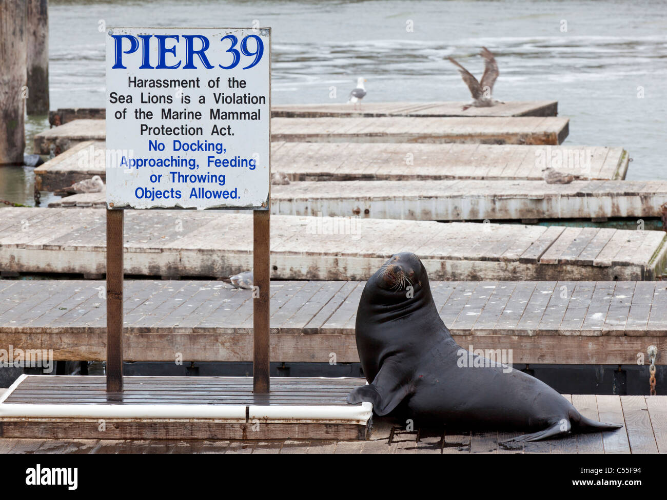 san francisco bay fisherman's wharf pier 39 seals colony California USA