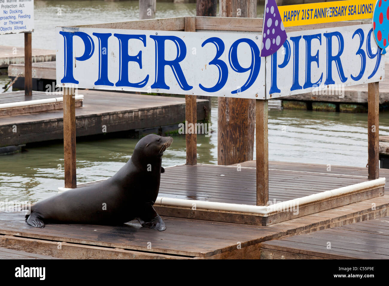 san francisco bay fisherman's wharf  pier 39 sea lions colony California USA Stock Photo