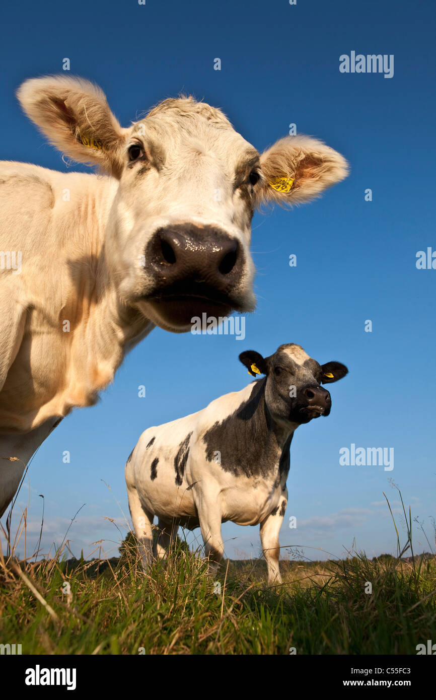 The Netherlands, Epen, Close up cows Stock Photo