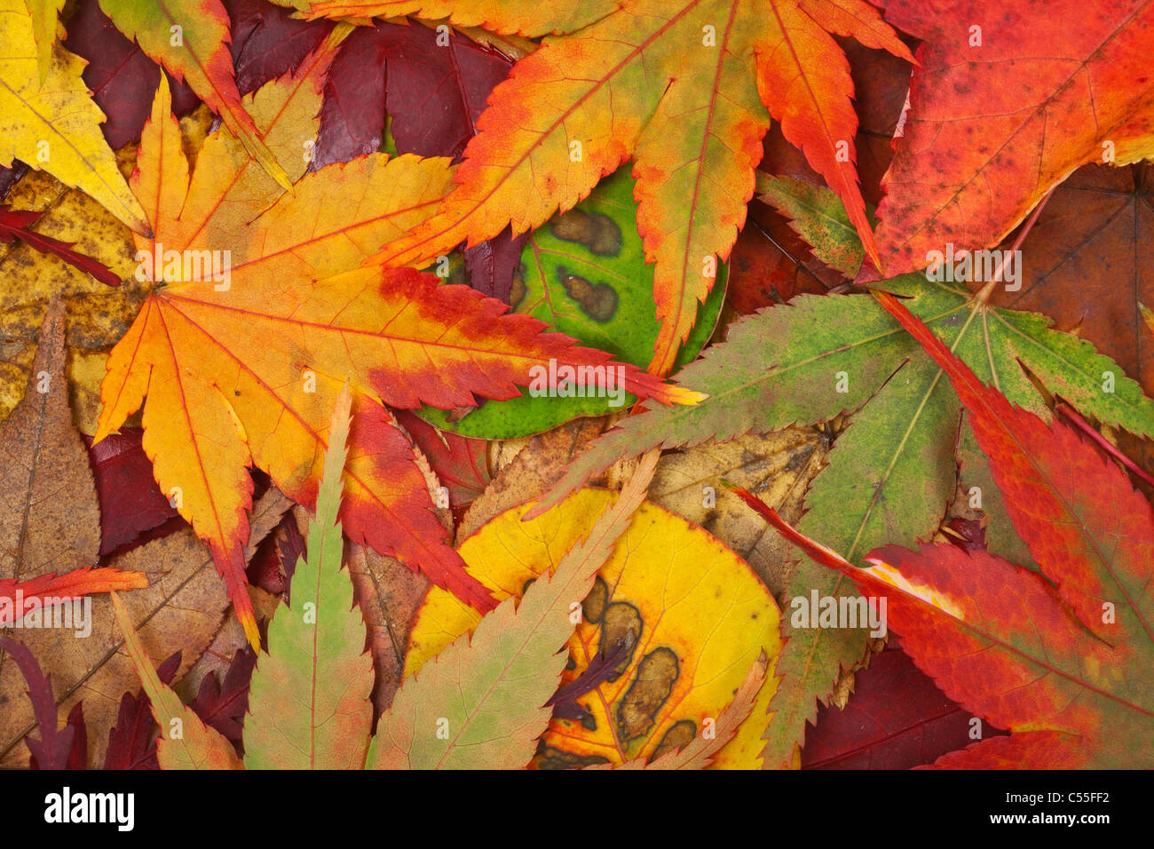 Close up autumn leaves hi-res stock photography and images - Alamy