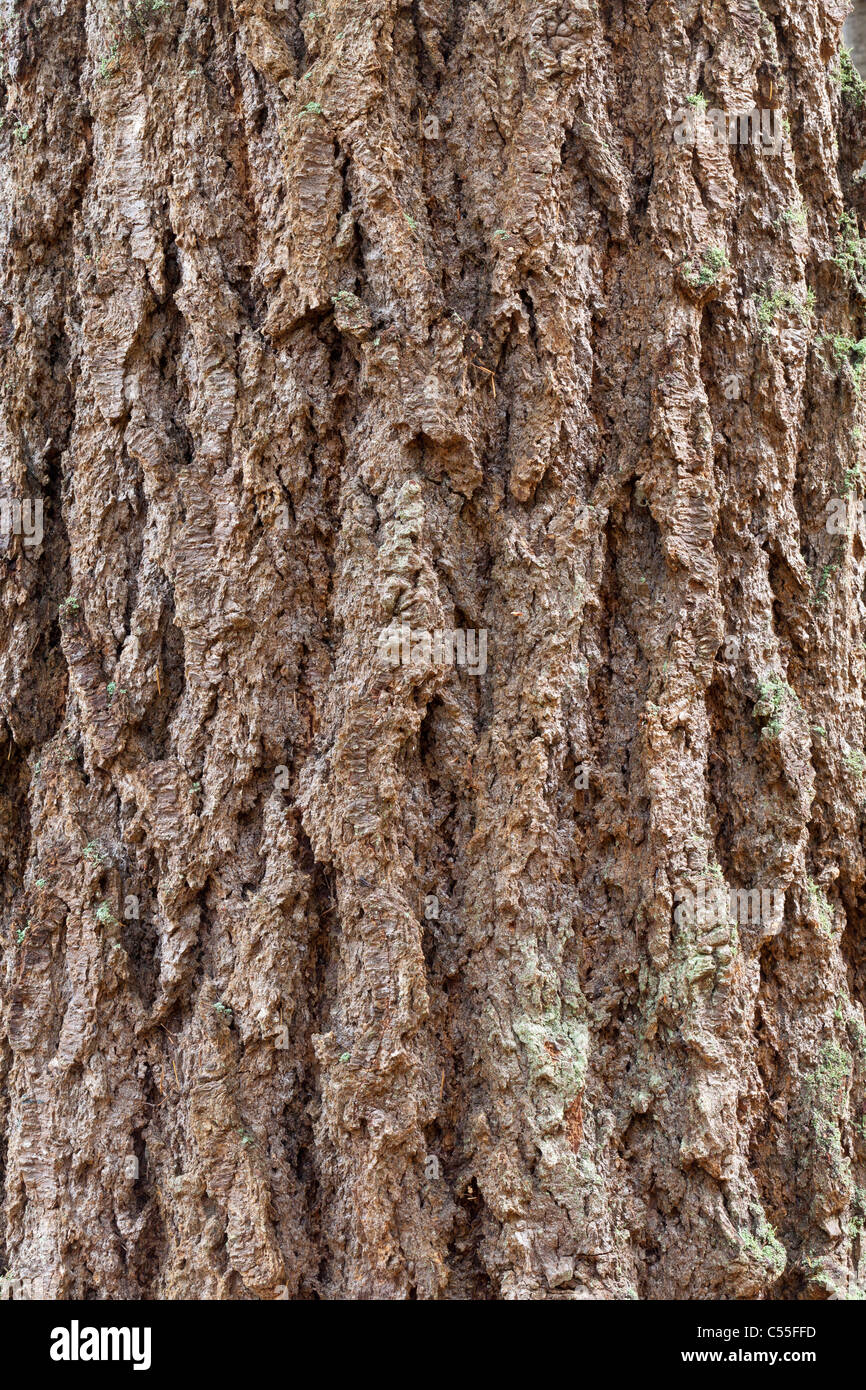 Douglas Fir (Pseudotsuga menziesii) bark Stock Photo Alamy