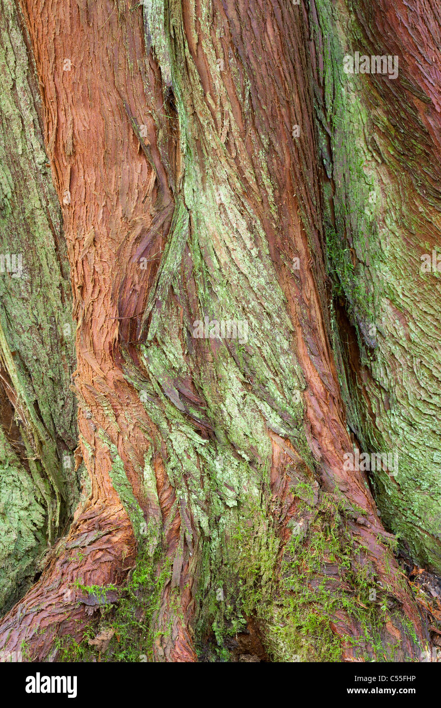 Western Red cedar trunk, Guillemot Cove Nature Reserve, Seabeck, Kitsap County, Washington State, USA Stock Photo