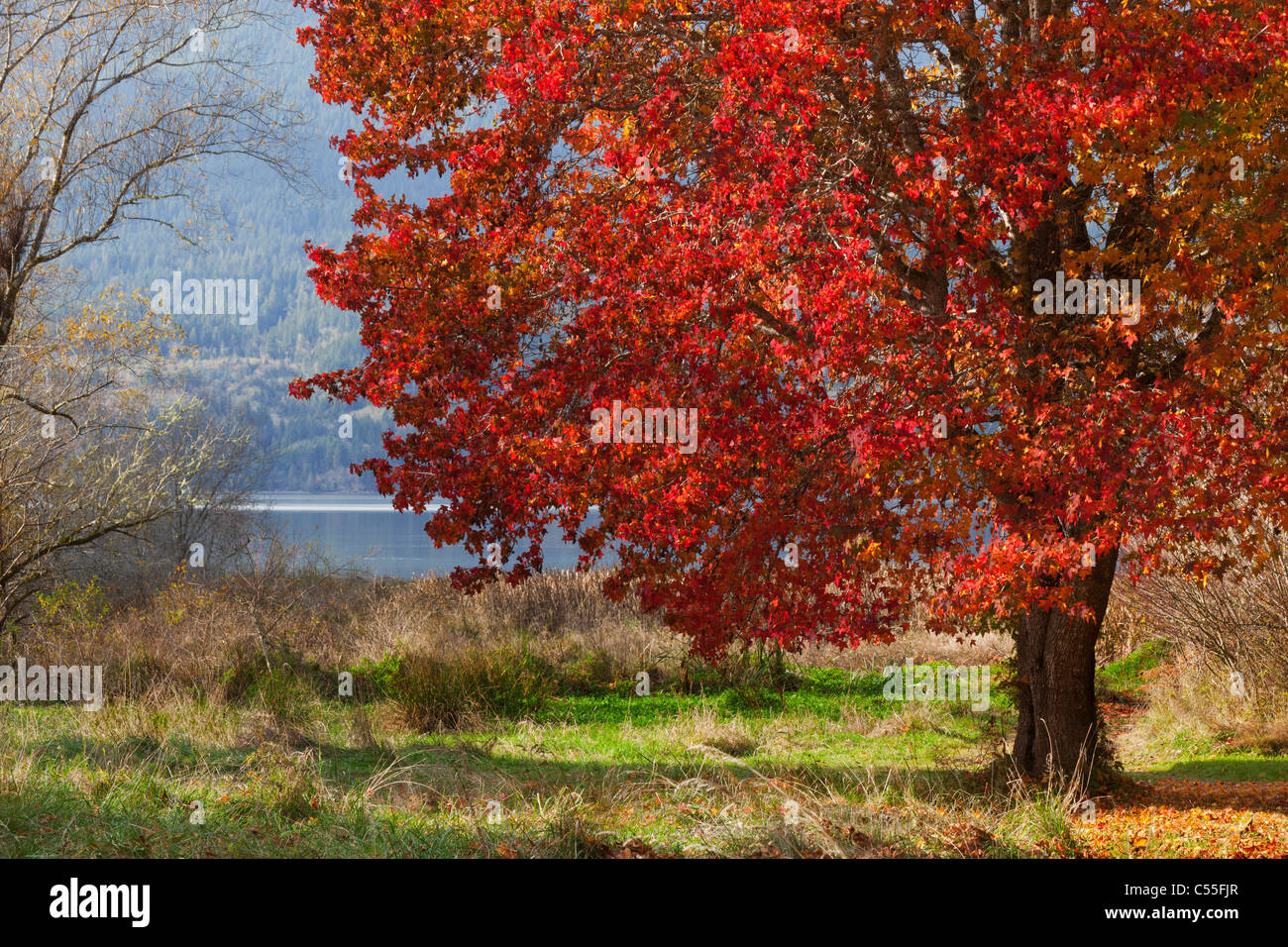 Sweet gum tree in a field, Guillemot Cove Nature Reserve, Seabeck