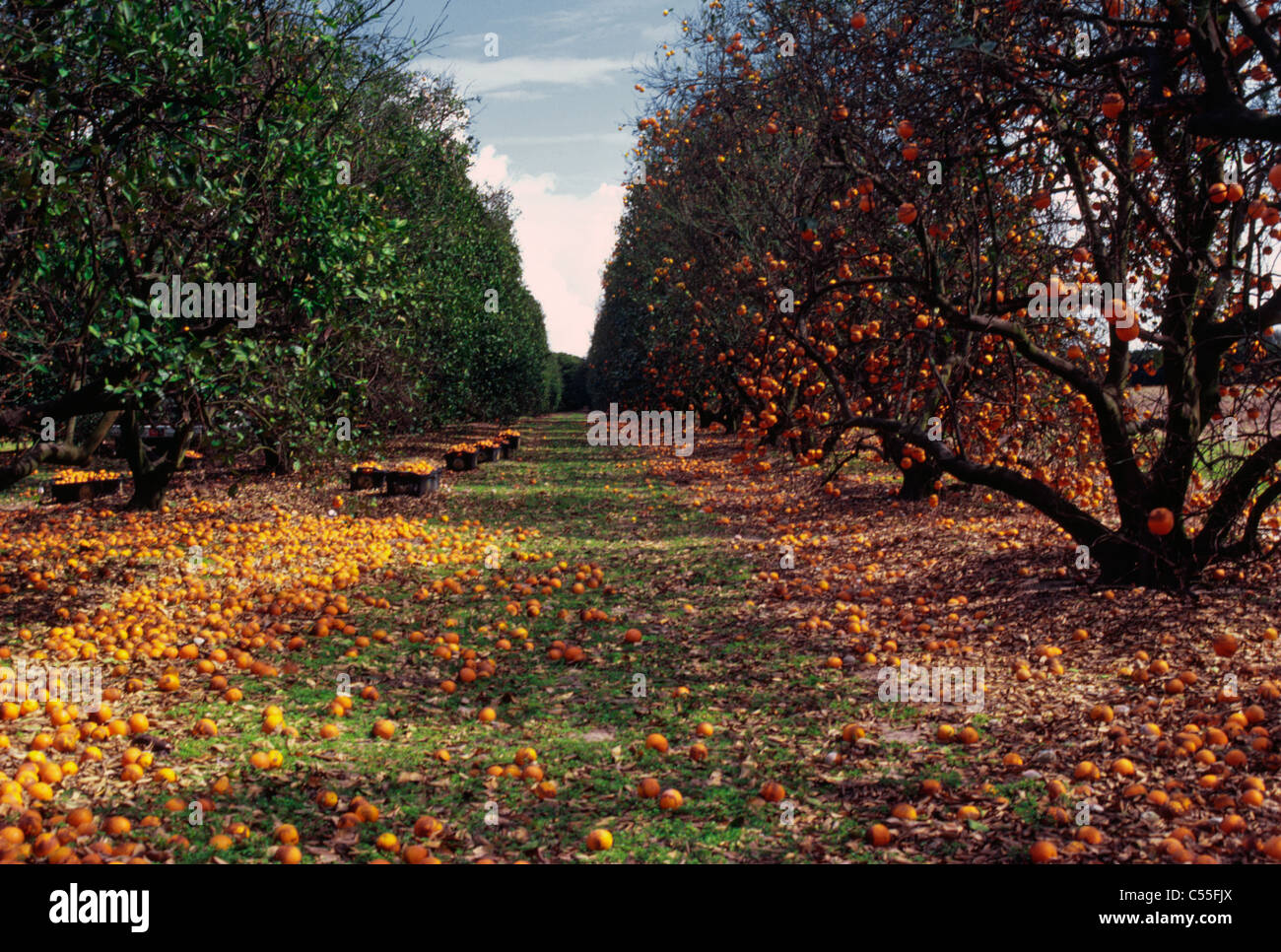 Orange Groves Orlando, Florida USA Stock Photo Alamy