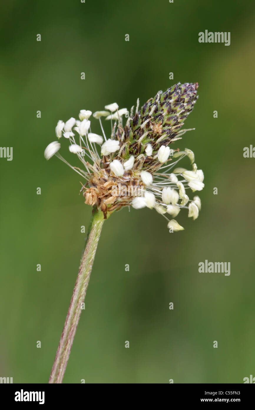 The flower head of the Greater Plantain Stock Photo