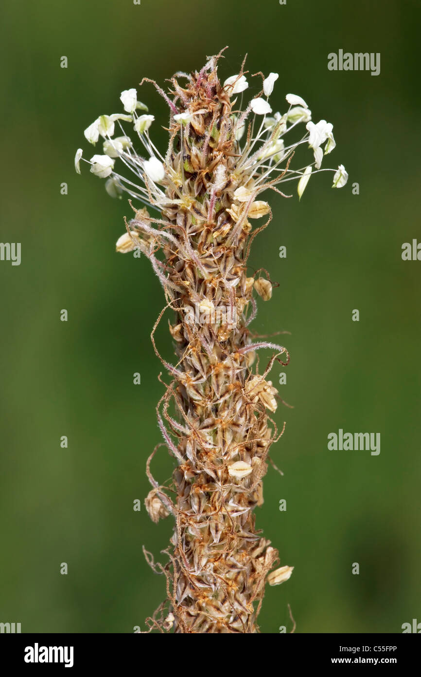 The flower head of the Greater Plantain Stock Photo
