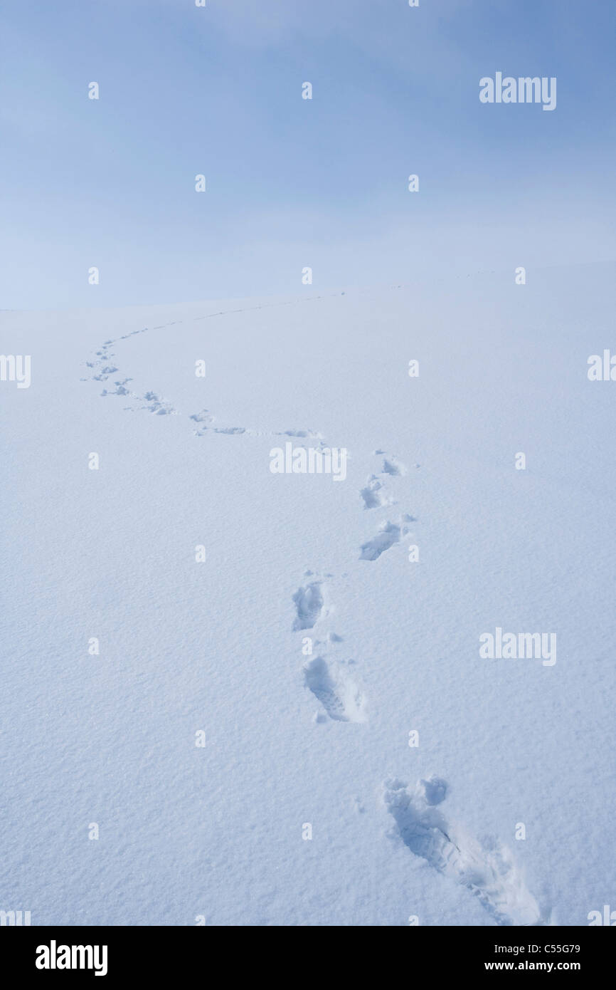 foot prints on snow field Stock Photo