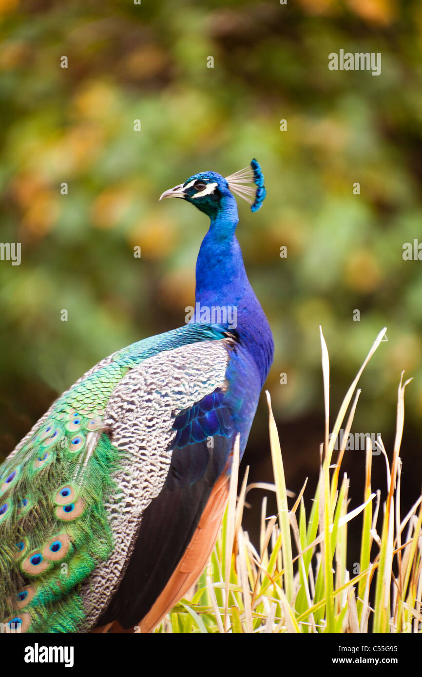 Close-up of a peacock Stock Photo - Alamy
