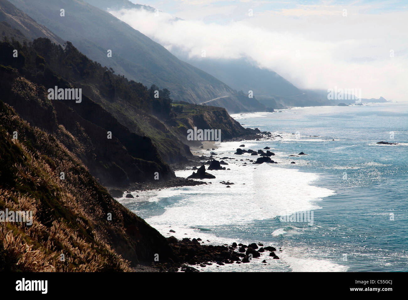 Pampas grass on cliffs at the coast, Kirk Creek, Big Sur, California