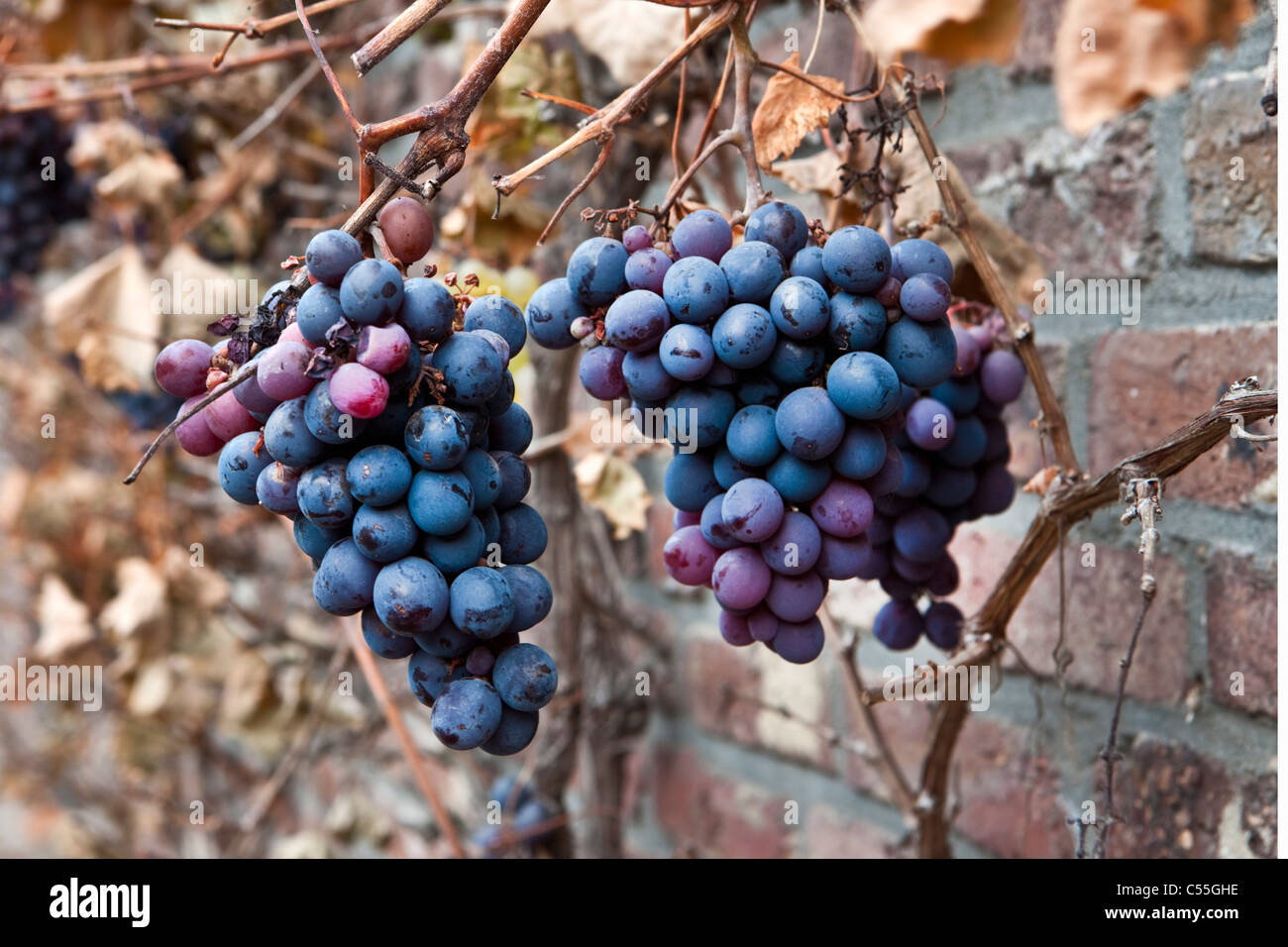 The Netherlands, Maastricht, Vineyard called Apostelhoeve. Grapes Stock Photo